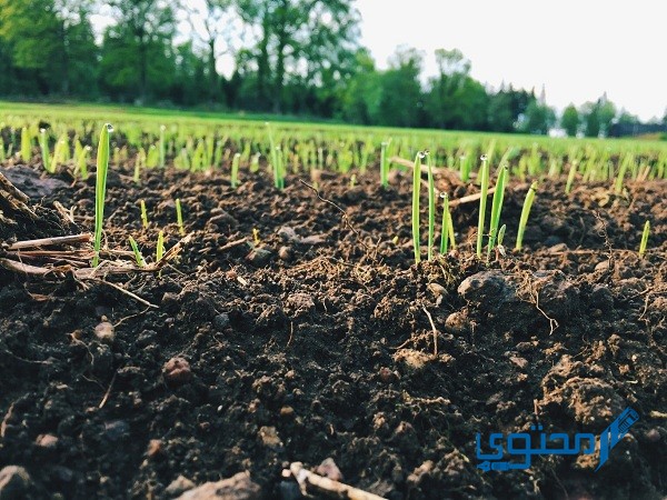 هل تعمل التربة على تثبيت النباتات؟ وما طريقة تهيئة التربة للزراعة