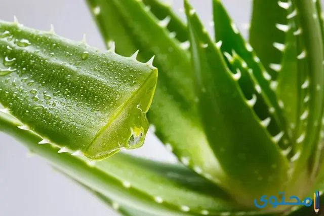 وصفات جل الألوفيرا (Aloe Vera Gel) وكيفية استعمالة للعناية بالوجه