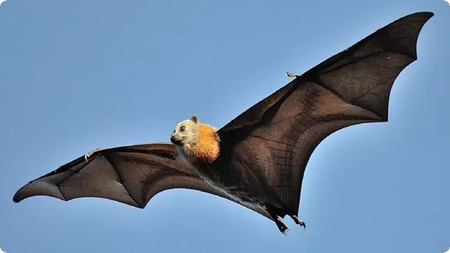 هل الخفاش يؤذي الانسان