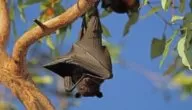هل الوطواط هو الخفاش