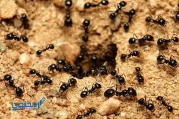 جيش من النمل في المنام