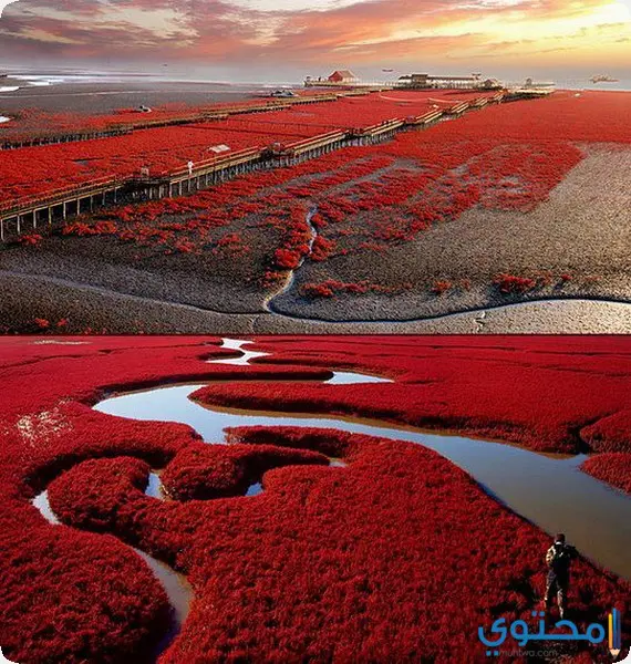 الشاطئ الأحمر