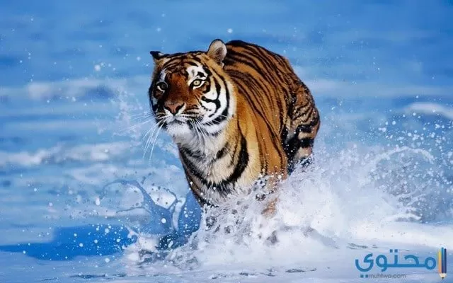 خلفيات وصور نمور Tigers HD