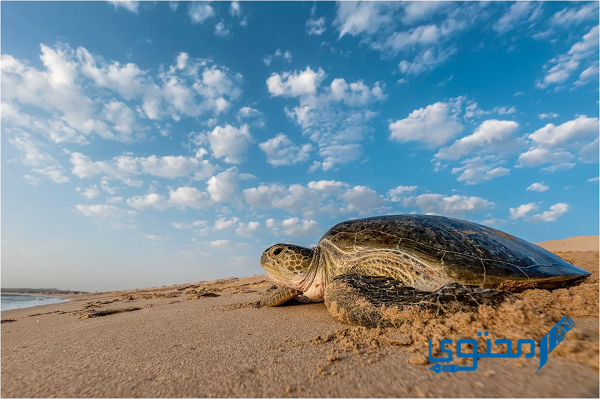 أين تقع محمية السلاحف في عمان