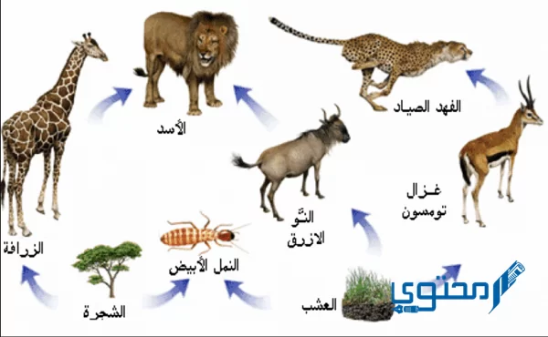 تصنف الطيور في السلسلة الغذائية التالية أعشاب حشرات طيور أفعى