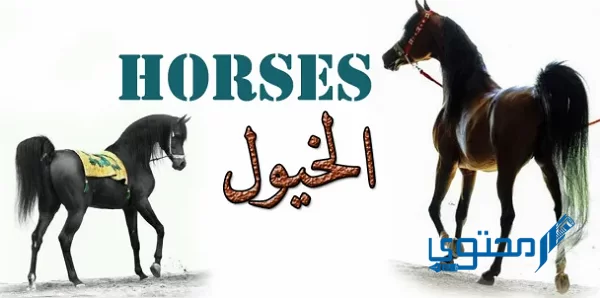 أسماء خيول ذكور عربية وإنجليزية ومعانيها