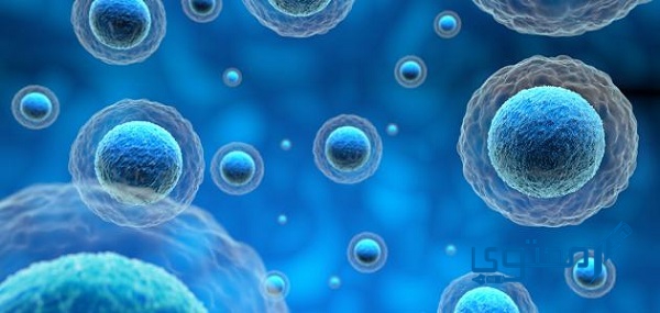 تختلف الخلايا النباتية عن الخلايا الحيوانية في ثلاثة خيارات 1 الخلايا النباتية عن الخلايا الحيوانية