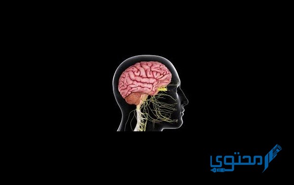 ما هي مكونات الجهاز العصبي