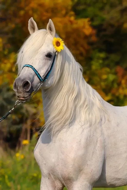 اجمل صور الخيول بيضاء وسوداء 2021 - موقع محتوى