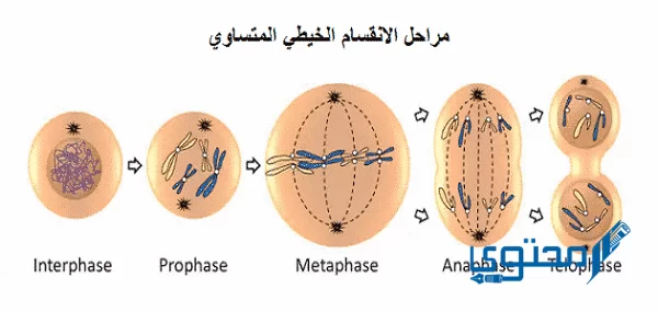 كم عدد الخلايا الناتجة من الانقسام المتساوي؟