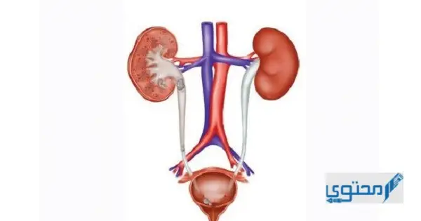 الجزء المسؤول عن ترشيح البول في الكلية