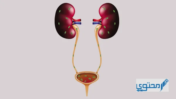 الجزء المسؤول عن ترشيح البول في الكلية