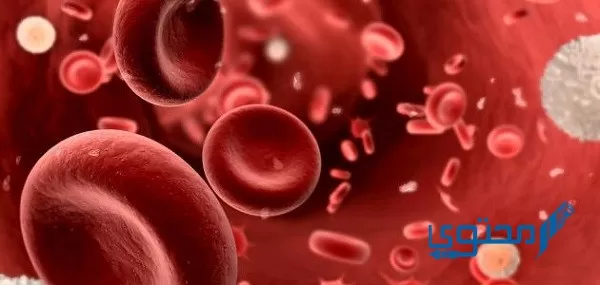 ما هي وظائف الدم الرئيسية