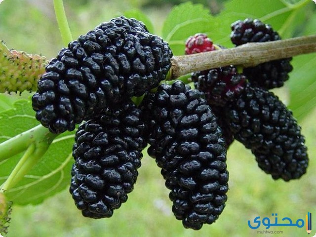 حلم التوت
