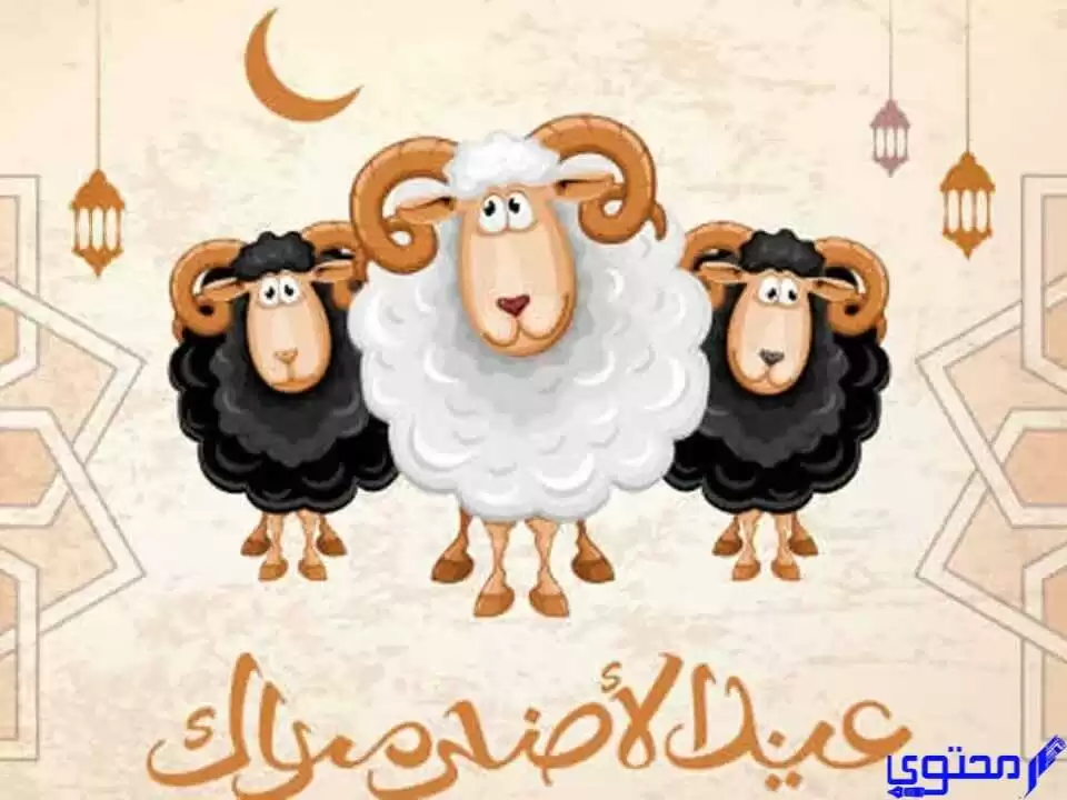 ما هي أسعار أضاحي العيد في دبي؟ 