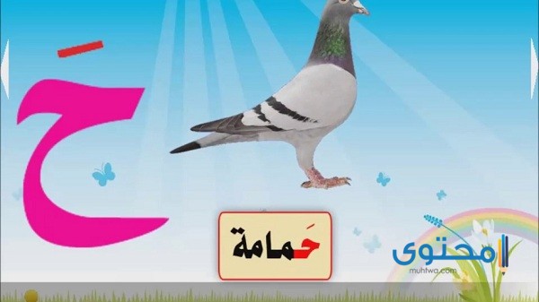 بحرف ح جماد اسم جماد