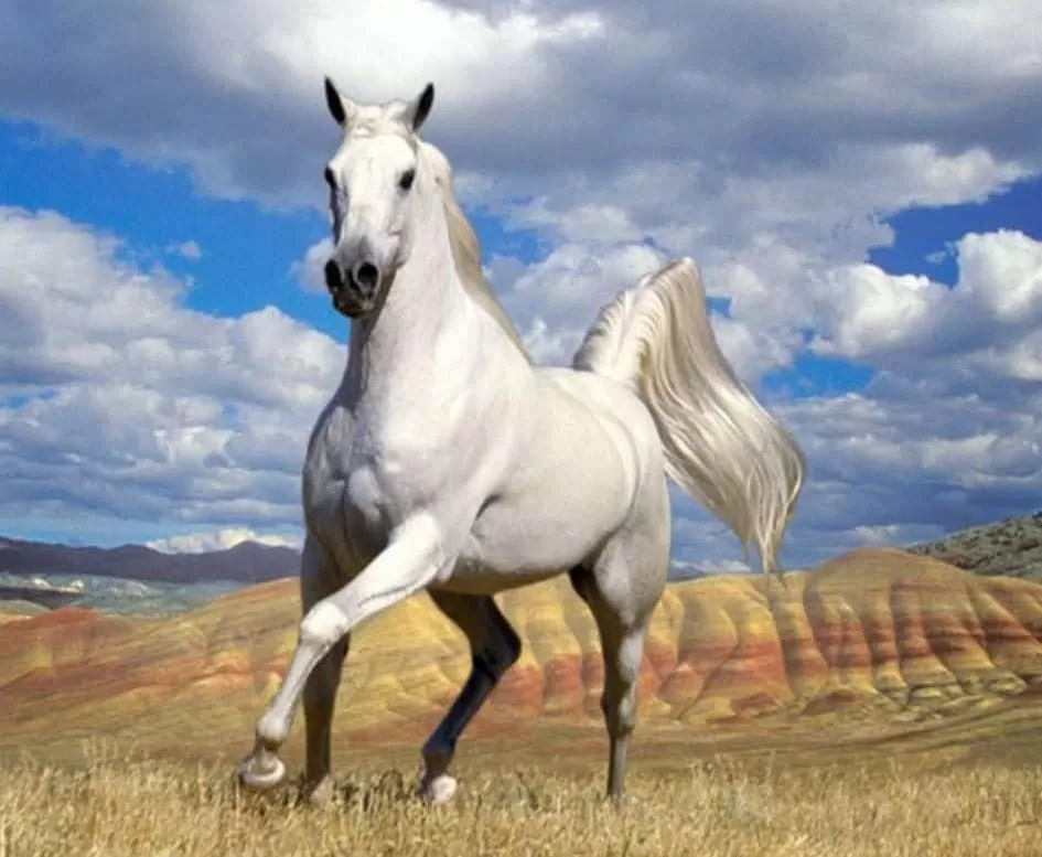 الحصان الأبيض والأسود في المنام