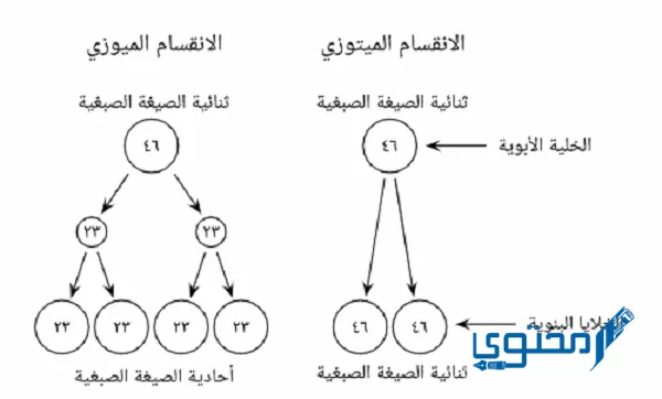 كم عدد الخلايا الناتجة من الانقسام المتساوي؟