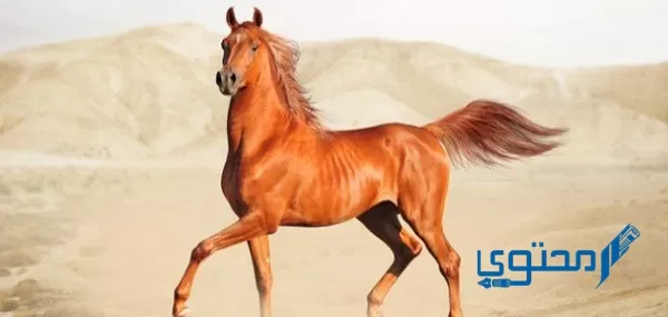 أسماء خيول سعودية مشهورة ومعانيها