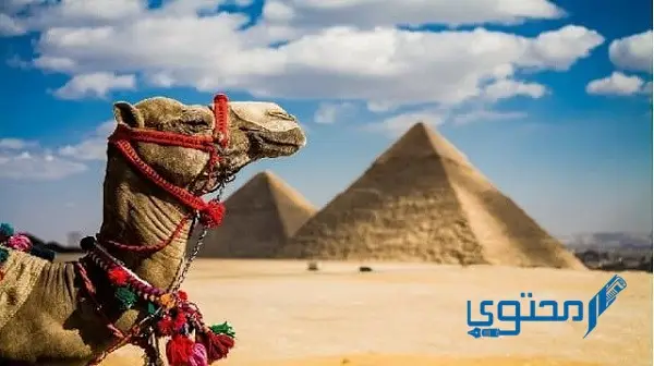 موضوع تعبير جديد عن السياحة بالعناصر