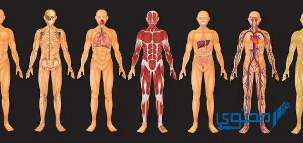 الأعضاء التي لا يحتاجها الإنسان