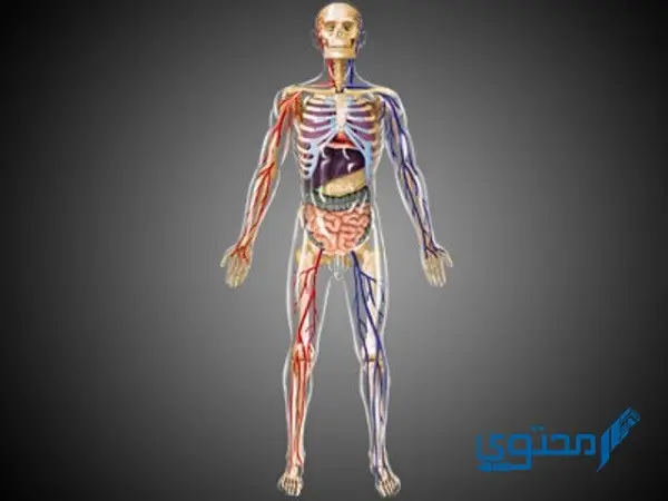 الأعضاء التي لا يحتاجها الإنسان