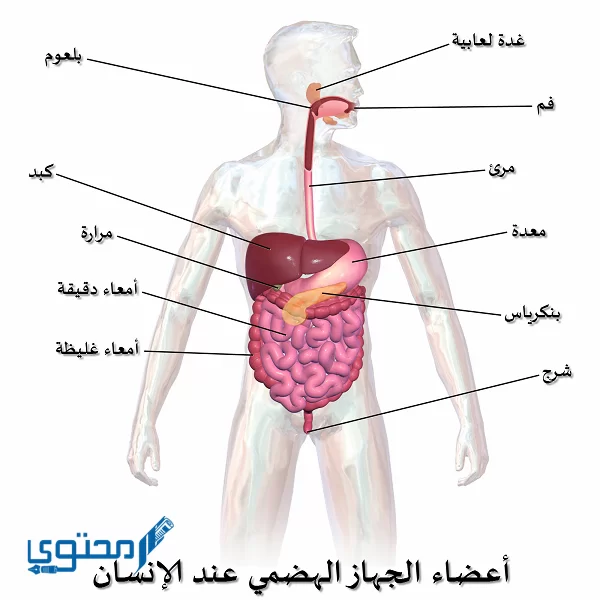 خريطة مفاهيم الجهاز الهضمي