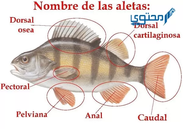 شرح عملية الإخراج في الأسماك