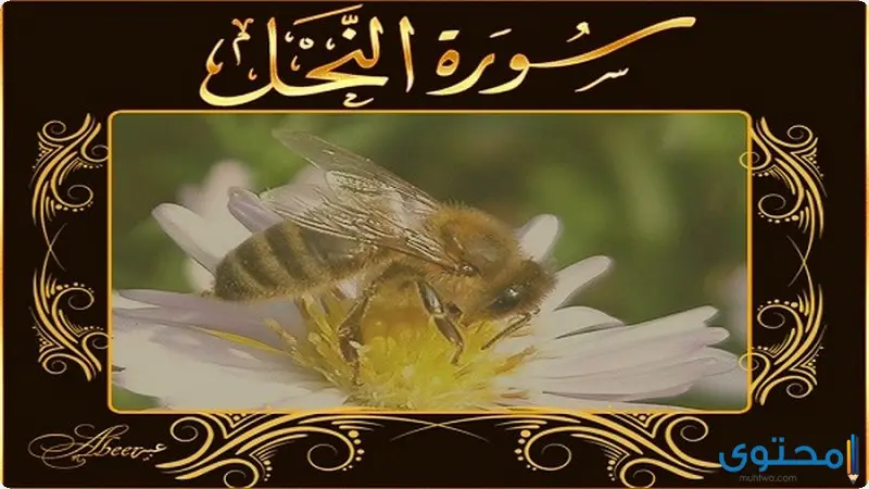 فضل تلاوة سورة النحل