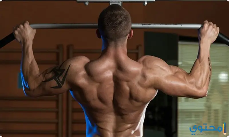 Back muscle25