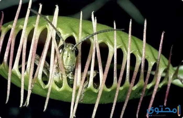 Carnivorous the plant that eats animals 3