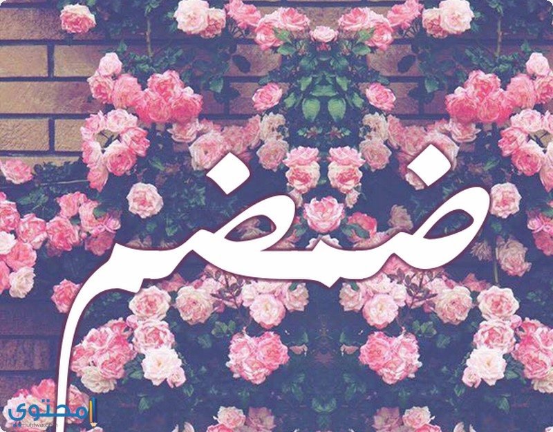 معنى اسم ضمضم