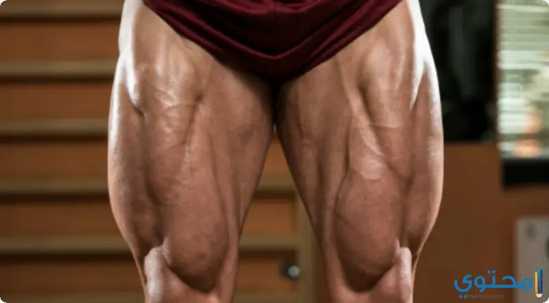عضلات القدم 12