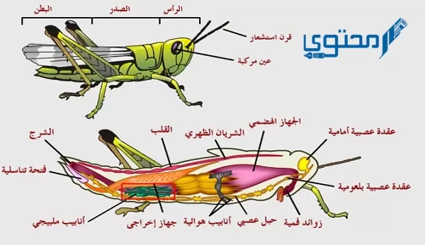 شرح الجهاز الدوري والدم في الحشرات