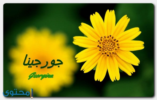 هل اسم جورجينا حرام