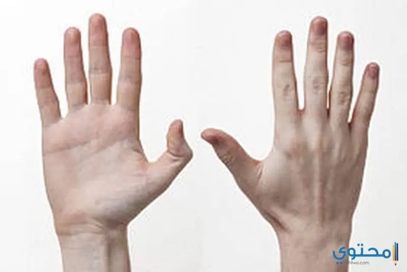 Human Hands Front Back