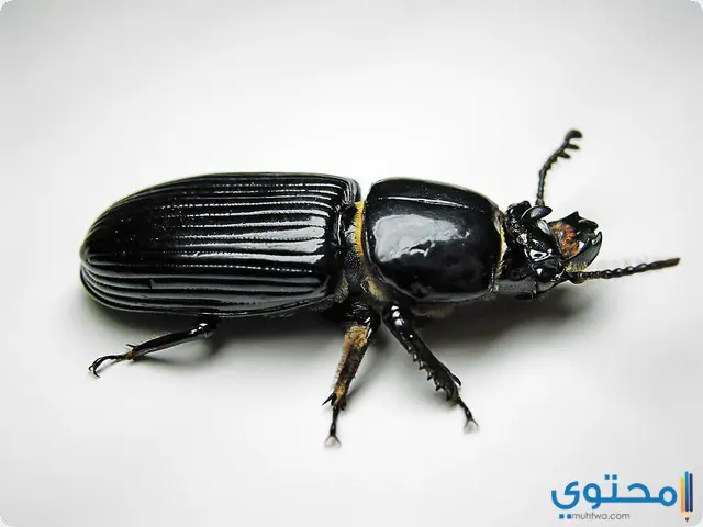 الخنفساء في المنام