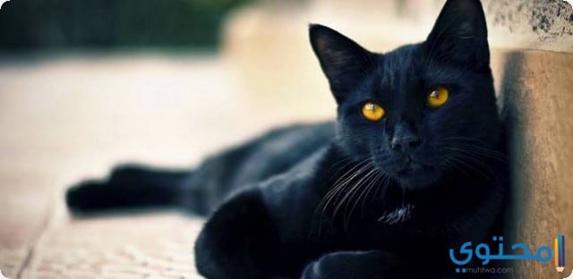 معاني ودلالات القطط السوداء في الحلم موقع محتوى