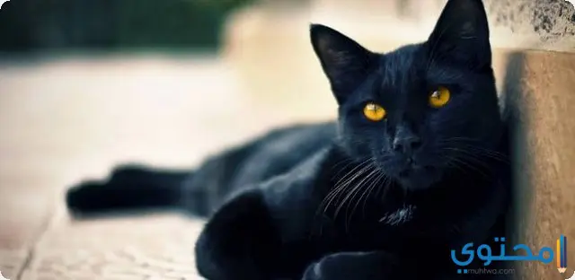 القطط السوداء