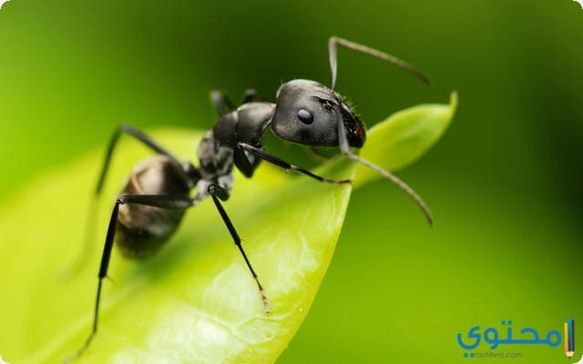 تفسيرات عن رؤية النمل في المنام للرجل