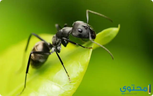 النمل في المنام للرجل