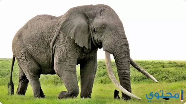 تفسير رؤية الفيل