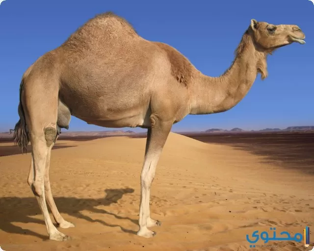 تفسير عن رؤية الإبل في المنام