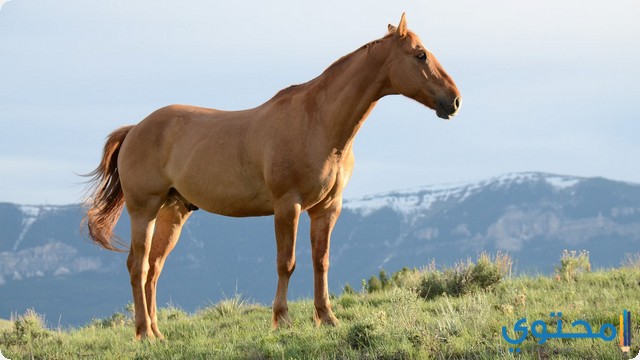 أهم 12 تفسير عن رؤية الحصان في المنام