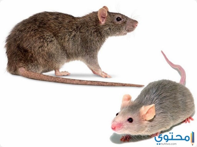 تفسير رؤية الفئران في المنام الغير محمودة