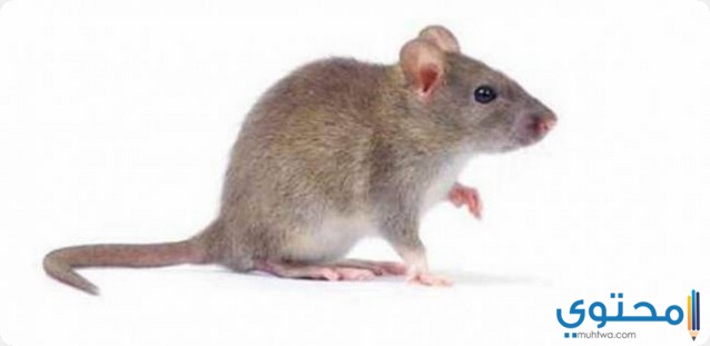تفسير الفأر في المنام