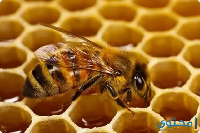 الهروب من النحل في المنام