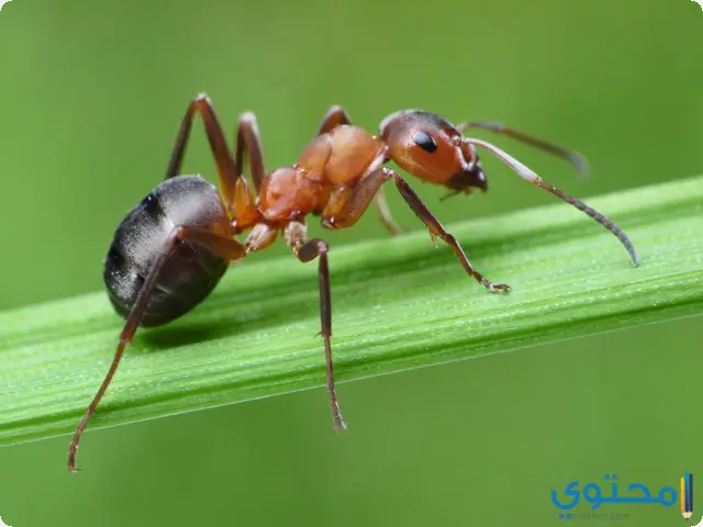 النمل في المنام للعزباء