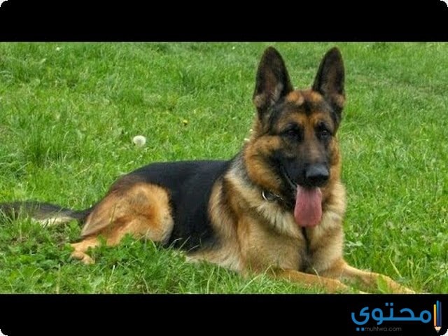تفسير عضة الكلب في المنام موقع محتوى