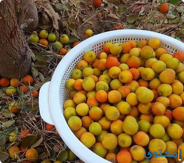 تفسير رؤية النبق في المنام وأكلة لابن سيرين 1 النبق في المنام